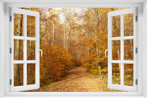 Fototapeta Naklejka Na Ścianę Okno 3D - stiller Weg im Wald, Herbst, goldene Farben