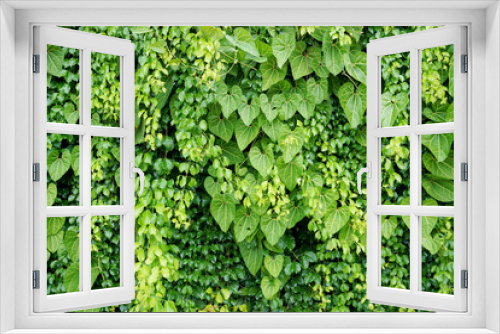 Fototapeta Naklejka Na Ścianę Okno 3D - Vertical garden background, Nice leaf and plant texture