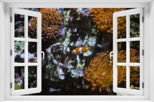 Fototapeta Naklejka Na Ścianę Okno 3D - Ocellaris clownfish (Amphiprion ocellaris). Pair of fish swimming near sea anemones.