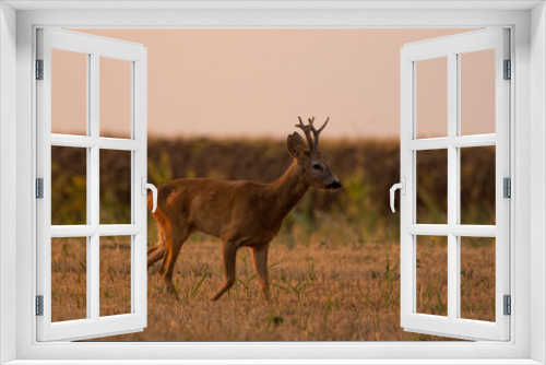 Fototapeta Naklejka Na Ścianę Okno 3D - A beautiful roe deer in the field	