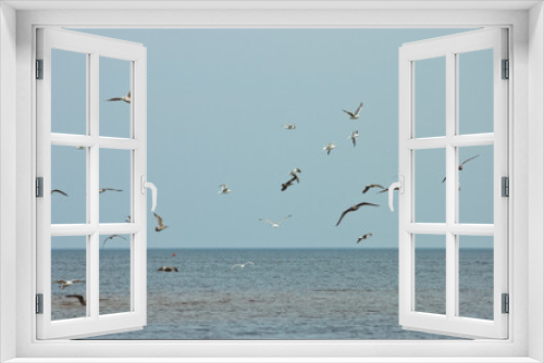 Fototapeta Naklejka Na Ścianę Okno 3D - flying birds on the sea, blue sky and horizon in the background