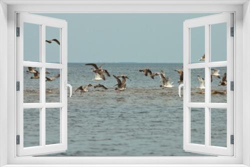 Fototapeta Naklejka Na Ścianę Okno 3D - flying birds on the sea, blue sky and horizon in the background
