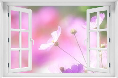 Fototapeta Naklejka Na Ścianę Okno 3D - 日本の秋は秋桜(コスモス)の花が見頃