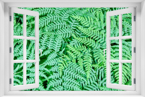 Fototapeta Naklejka Na Ścianę Okno 3D - Wild forest fern full frame plant texture for background.