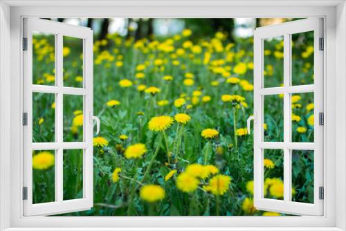 Fototapeta Naklejka Na Ścianę Okno 3D - Field of yellow dandelions, dandelions in the grass, selective focus
