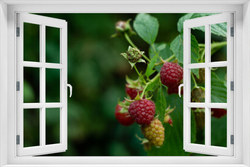 Fototapeta Naklejka Na Ścianę Okno 3D -  Red raspberries on the bush