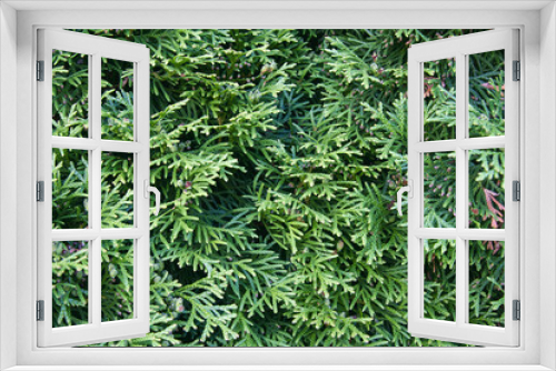 Fototapeta Naklejka Na Ścianę Okno 3D - Close up of cedar hedge branches; pattern or background texture of cedar shrub branches