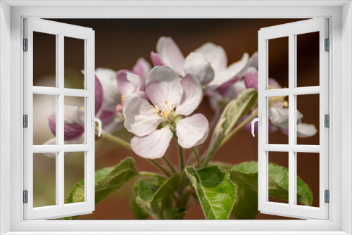 Fototapeta Naklejka Na Ścianę Okno 3D - Blossom of apple tree on fruit orchard
