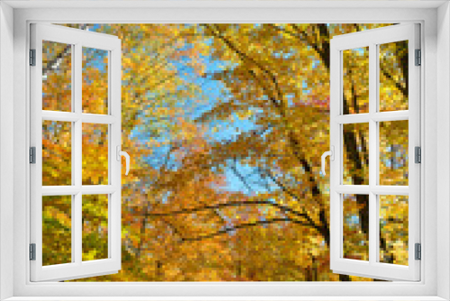 Fototapeta Naklejka Na Ścianę Okno 3D - Falls colorful trees