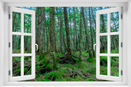 Fototapeta Naklejka Na Ścianę Okno 3D - 長野県の森