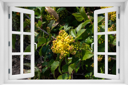 Fototapeta Naklejka Na Ścianę Okno 3D - The evergreen shrub Oregon grape or holly-leaved barberry (Mahonia aquifolium) flowering with dense clusters of yellow flowers in early spring