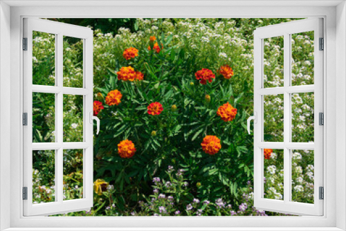 Fototapeta Naklejka Na Ścianę Okno 3D - Letni dzień w ogrodzie. Wśród zielonych liści widać czerwone kwiaty aksamitki orpierzchłej. Otaczają je drobne, białe i niebieskie kwiaty smagliczki nadmorskiej.