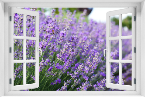 Fototapeta Naklejka Na Ścianę Okno 3D - Beautiful blooming lavender plants growing in field, closeup