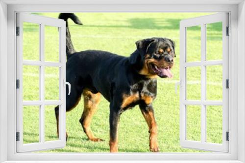 Fototapeta Naklejka Na Ścianę Okno 3D - A healthy, robust and proudly looking Rottweiler dog standing on the grass. Rotweillers are well known for being intelligent dogs and very good protectors.
