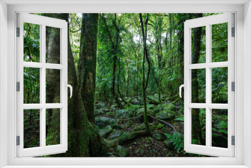 Fototapeta Naklejka Na Ścianę Okno 3D - Lush rainforest with ancient trees