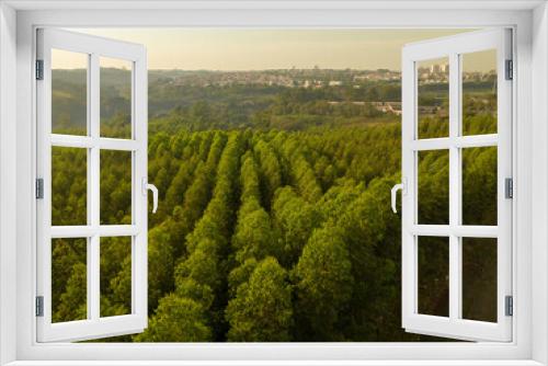 Fototapeta Naklejka Na Ścianę Okno 3D - Foto aérea, de floresta de reflorestamento, com eucaliptus voltado para a fabricação de papel e celulose, em Limeira, São Paulo, Brasil