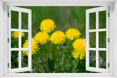 Fototapeta Naklejka Na Ścianę Okno 3D - Dandelion Meadow