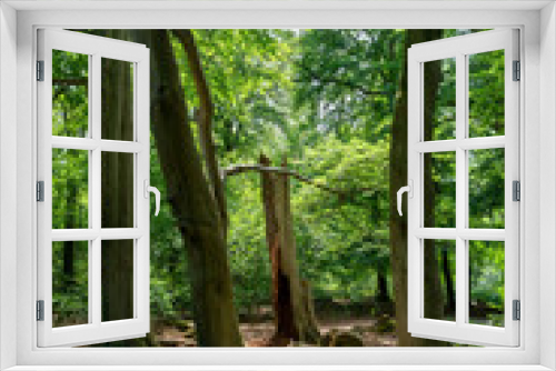 Fototapeta Naklejka Na Ścianę Okno 3D - Old trees in a forest near Eikelhof in Olst (The Netherlands)