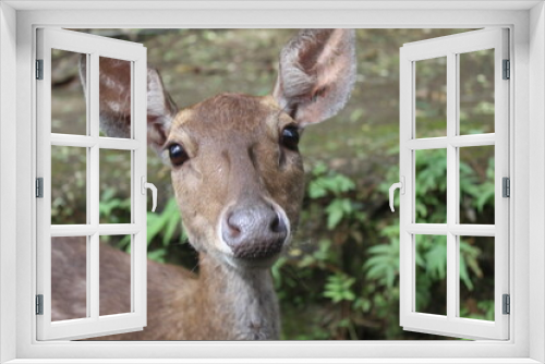 Fototapeta Naklejka Na Ścianę Okno 3D - close-up of a deer's face in the zoo