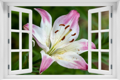 Fototapeta Naklejka Na Ścianę Okno 3D - pink lily closeup