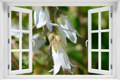 Fototapeta Naklejka Na Ścianę Okno 3D - Cornish bellflower