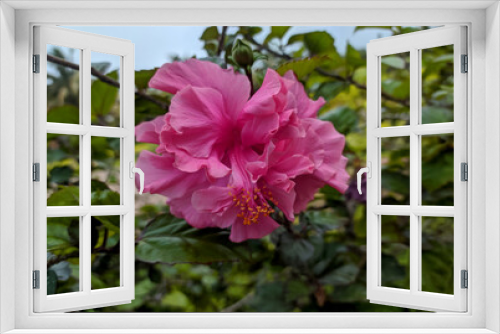 Fototapeta Naklejka Na Ścianę Okno 3D - Pink Hibicus hybrid, Chinese Rose with blurred green leaves on tree. Pink flower in Bangladesh. Selectively focused