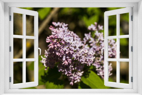Fototapeta Naklejka Na Ścianę Okno 3D - lilac bloom in the garden