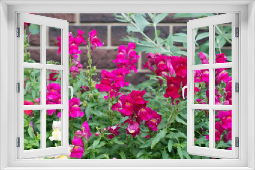 Fototapeta Naklejka Na Ścianę Okno 3D - beautiful garden flowers