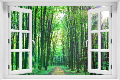 Fototapeta Naklejka Na Ścianę Okno 3D - Green trees Sunny day in the forest