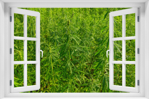 Fototapeta Naklejka Na Ścianę Okno 3D - Agricultural field of hemp or cannabis. Growing annual herbaceous flowering plant for industrial needs.