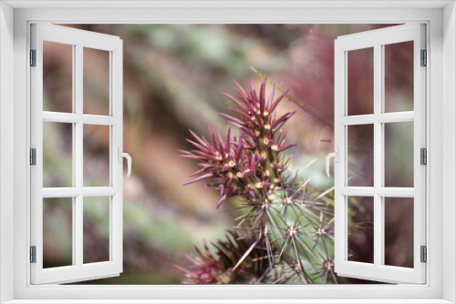 Fototapeta Naklejka Na Ścianę Okno 3D - Spikey cactus close up