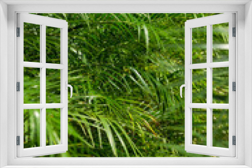 Fototapeta Naklejka Na Ścianę Okno 3D - Tropical background with green palms - stock photo