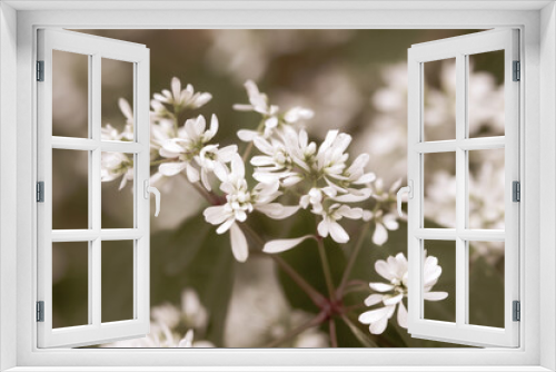 Fototapeta Naklejka Na Ścianę Okno 3D - Beautiful blooming white little bunch flowers romantic wedding wallpaper macro