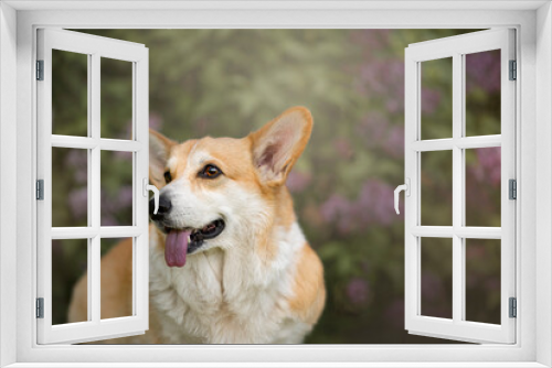 Fototapeta Naklejka Na Ścianę Okno 3D - Beautiful Portrait of tan happy Welsh Corgi on nature with flowers