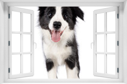 Fototapeta Naklejka Na Ścianę Okno 3D - Super adorable typical black with white Border Colie dog pup, standing up facing front. Looking towards camera with the sweetest eyes. Pink tongue out panting. Isolated on a white background.