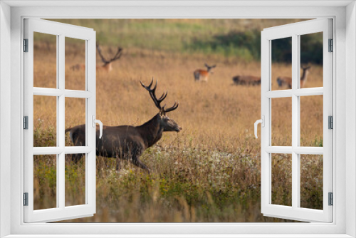 Fototapeta Naklejka Na Ścianę Okno 3D - Red deer, cervus elaphus, stag walking in front of a herd in rutting season. Male mammal with antlers moving along a meadow with dry yellow grass with hinds in background.