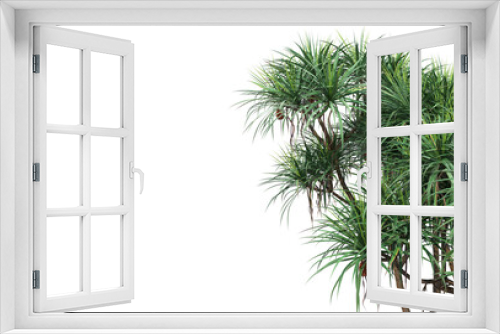 Fototapeta Naklejka Na Ścianę Okno 3D - Tropical plants on a transparent background

