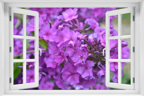 Fototapeta Naklejka Na Ścianę Okno 3D - Purple phlox.
