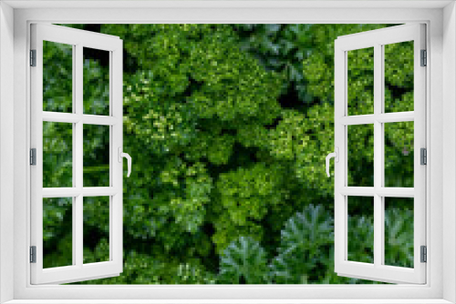 Fototapeta Naklejka Na Ścianę Okno 3D - Green curly Parsley leaf full frame background. Parsley or garden parsley is a species of flowering plant in family Apiaceae, native to the central Mediterranean region. Top view, close up, vertical