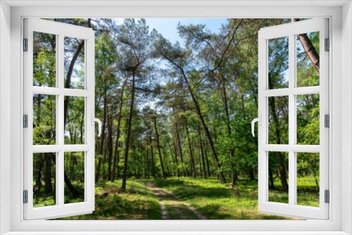 Fototapeta Naklejka Na Ścianę Okno 3D - Pine trees along track in Planken Wambuis (The Netherlands).
