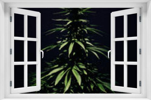 Fototapeta Naklejka Na Ścianę Okno 3D - marijuana bush