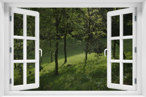 Fototapeta Naklejka Na Ścianę Okno 3D - Spring vegetation in the countryside