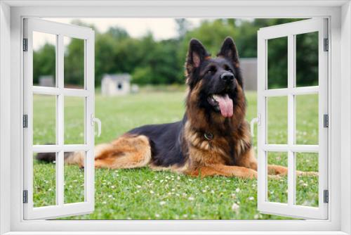 Fototapeta Naklejka Na Ścianę Okno 3D - german shepherd dog on grass