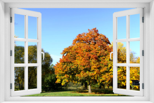 Fototapeta Naklejka Na Ścianę Okno 3D - Herbstlich gefärbte Bäume
