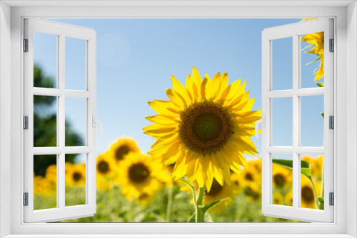 Fototapeta Naklejka Na Ścianę Okno 3D - sunflower fields , yellow background 