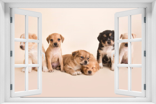 Fototapeta Naklejka Na Ścianę Okno 3D - Sleeping Newborn mixed breed puppies dogs