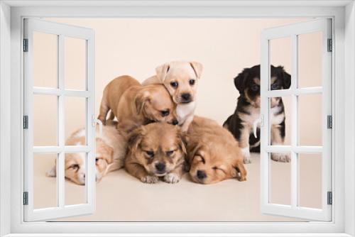 Fototapeta Naklejka Na Ścianę Okno 3D - Sleeping Newborn mixed breed puppies dogs