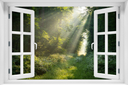 Fototapeta Naklejka Na Ścianę Okno 3D - Beautiful sunny morning in green forest