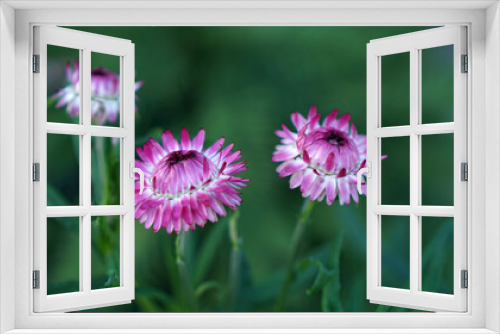 Fototapeta Naklejka Na Ścianę Okno 3D - Pink strawflowers in bloom in a summer garden.