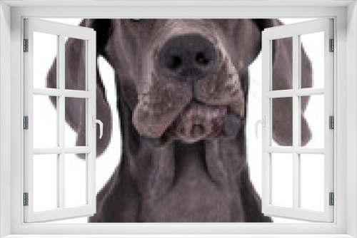Fototapeta Naklejka Na Ścianę Okno 3D - portrait of Blue Puppy Great Dane Dog